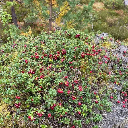 Apartmán Lomanaamanka Kanerva *